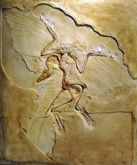 archaeopteryx berlin.